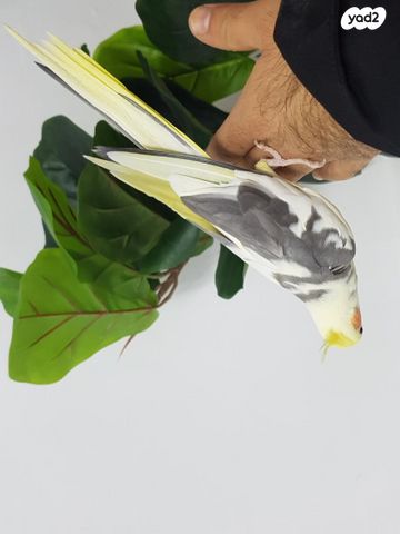 תמונת מודעה - חיות מחמד