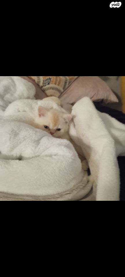 תמונת מודעה - חיות מחמד