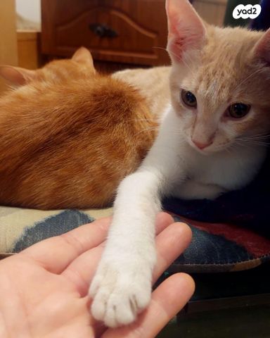 תמונת מודעה - חיות מחמד