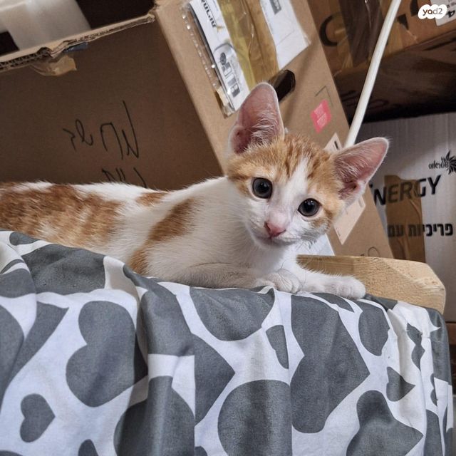 תמונת מודעה - חיות מחמד