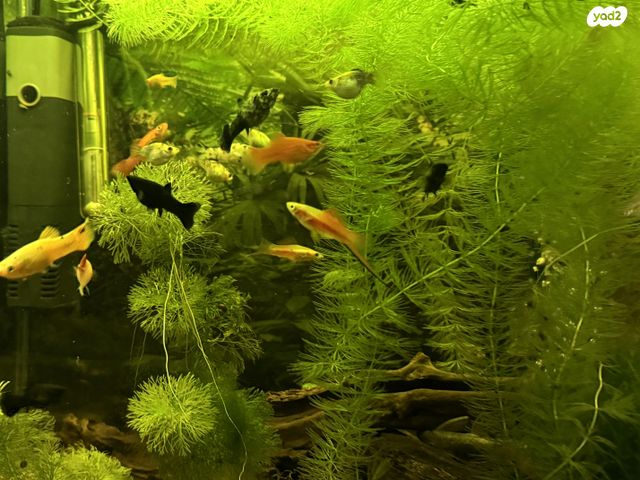 תמונת מודעה - חיות מחמד