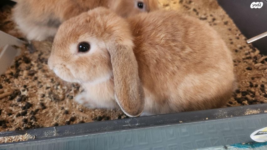 תמונת מודעה - חיות מחמד