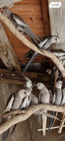 תמונת מודעה - חיות מחמד