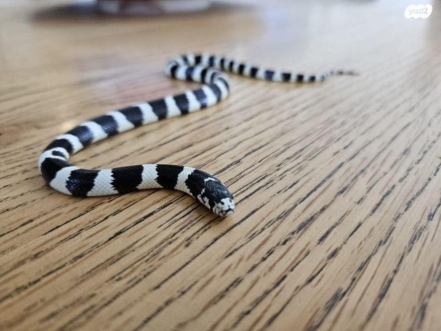 זוחל קינג סנייק