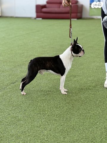כלב קאנה קורסו