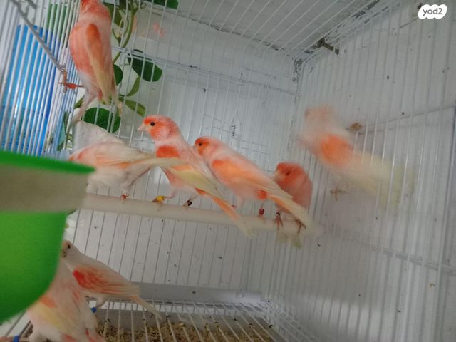 תוכי פינקים