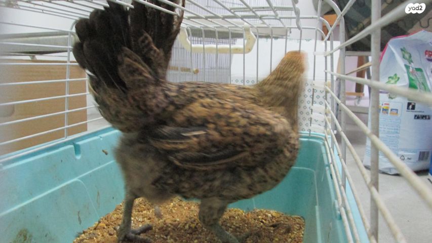 חיית משק בלאדי