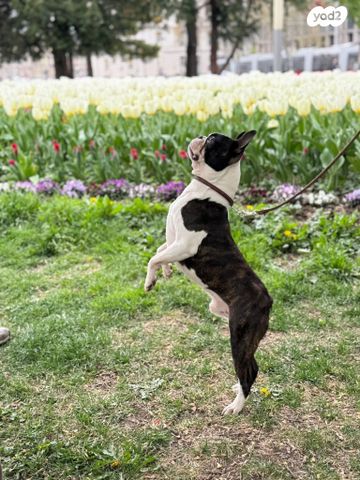כלב קאנה קורסו