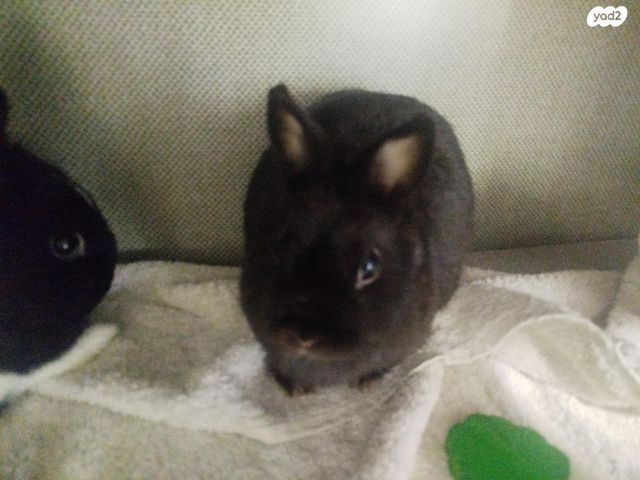 מכרסם ארנב ננסי