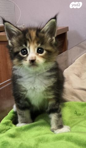 חתול מיין קון