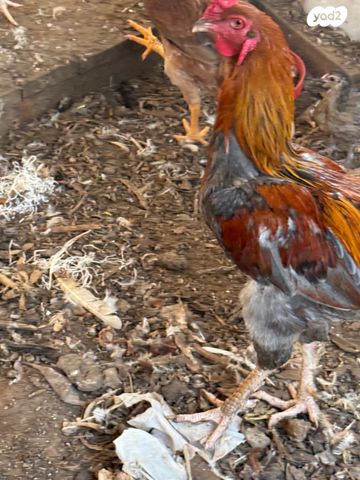 חיית משק לגהורן