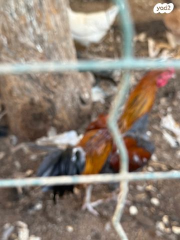 חיית משק לגהורן