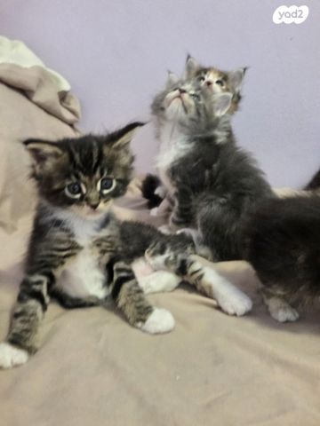 חתול מיין קון