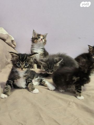 חתול מיין קון