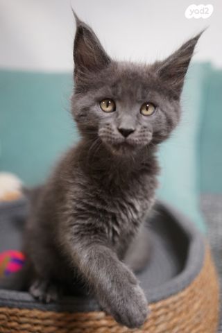 חתול מיין קון