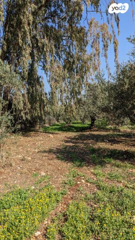 עמיקם שמאי 36