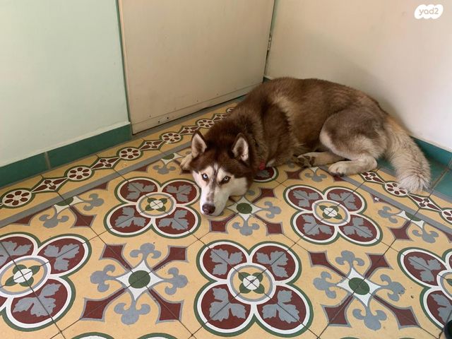 גג/ פנטהאוז, למרטין 41, מכללת תל אביב יפו, דקר, תל אביב יפו