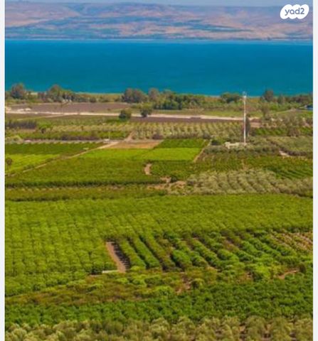 מגרשים, מגדל