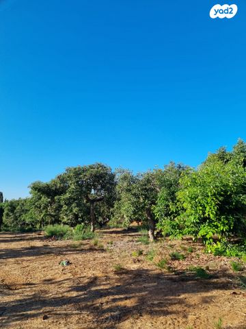 משק חקלאי/ נחלה, בני ציון