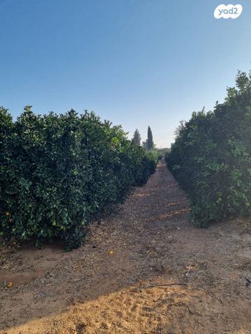 משק חקלאי/ נחלה, בני ציון