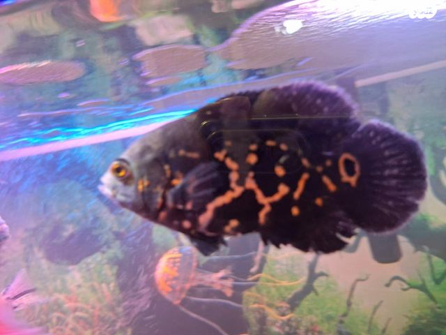 דג ציקלידים