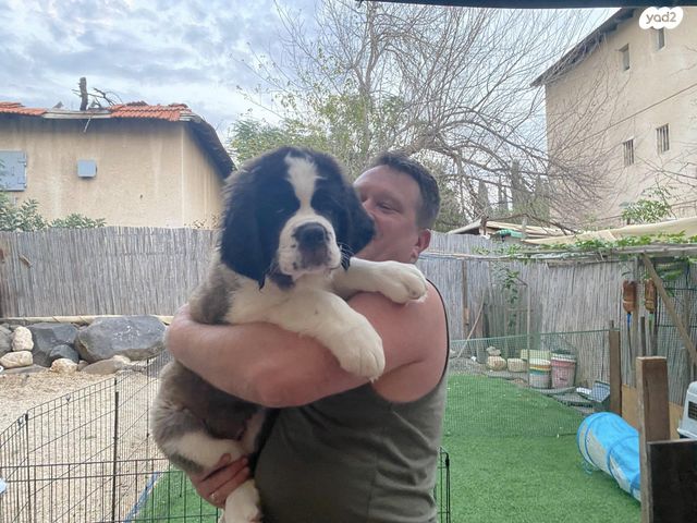 כלב סאן ברנרד