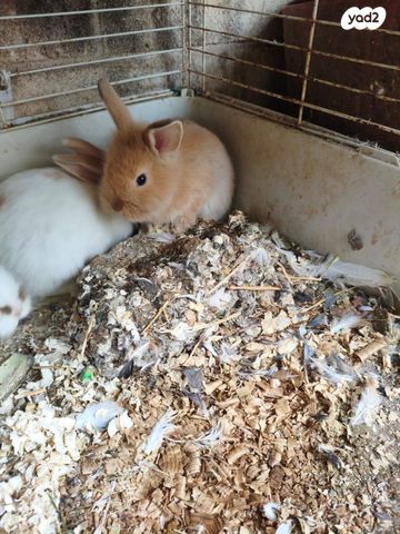 מכרסם ארנב \ שפן