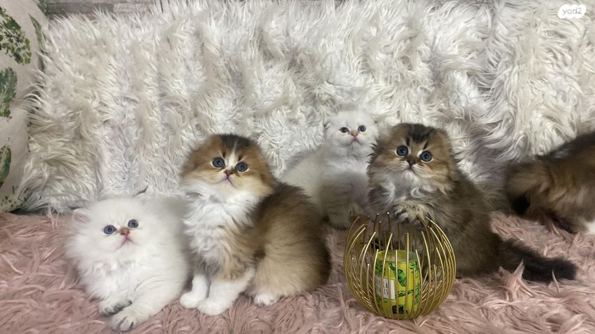 תמונת מודעה - חיות מחמד