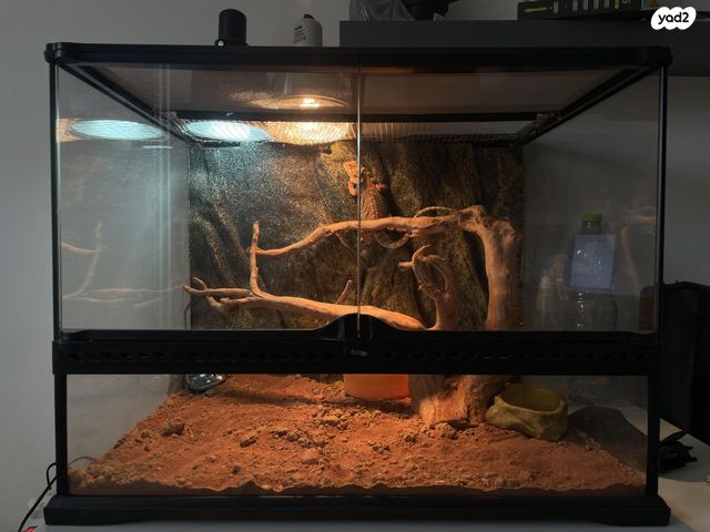 תמונת מודעה - חיות מחמד