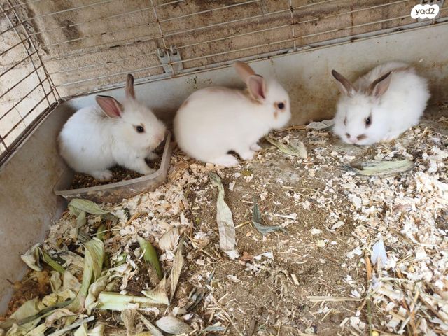 תמונת מודעה - חיות מחמד