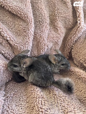 תמונת מודעה - חיות מחמד