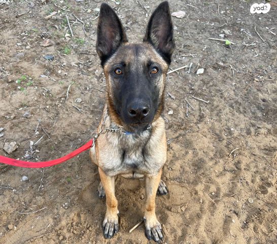 תמונת מודעה - חיות מחמד