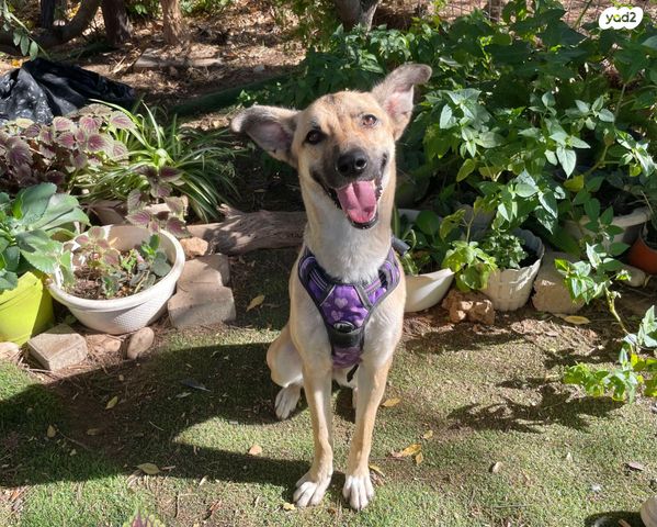 תמונת מודעה - חיות מחמד