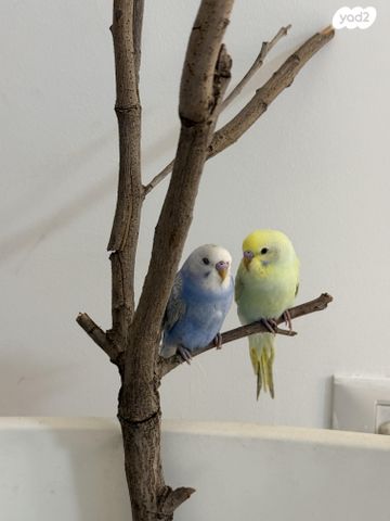 תמונת מודעה - חיות מחמד