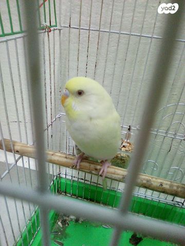 תמונת מודעה - חיות מחמד