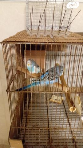 תמונת מודעה - חיות מחמד