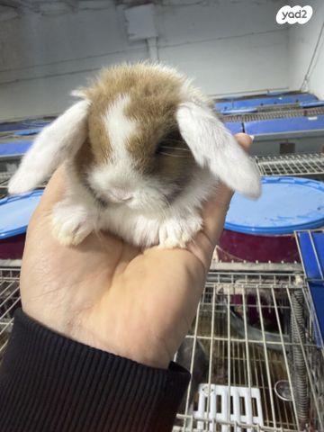 תמונת מודעה - חיות מחמד