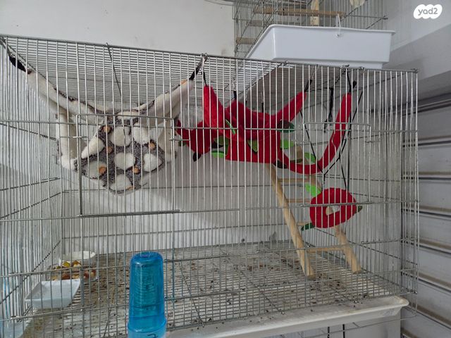 תמונת מודעה - חיות מחמד