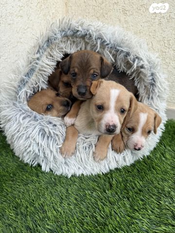 תמונת מודעה - חיות מחמד