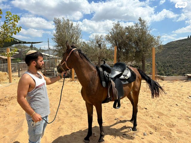 תמונת מודעה - חיות מחמד