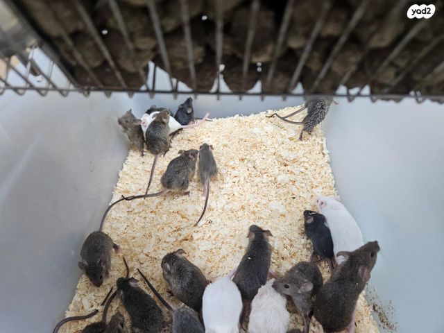 תמונת מודעה - חיות מחמד