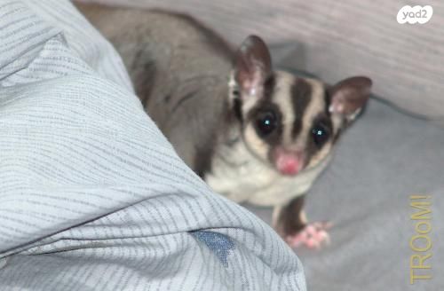 תמונת מודעה - חיות מחמד