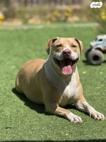 תמונת מודעה - חיות מחמד