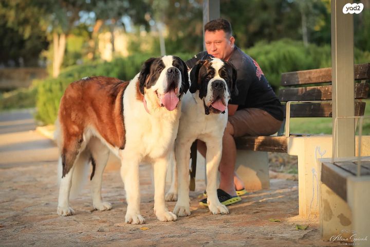 תמונת מודעה - חיות מחמד