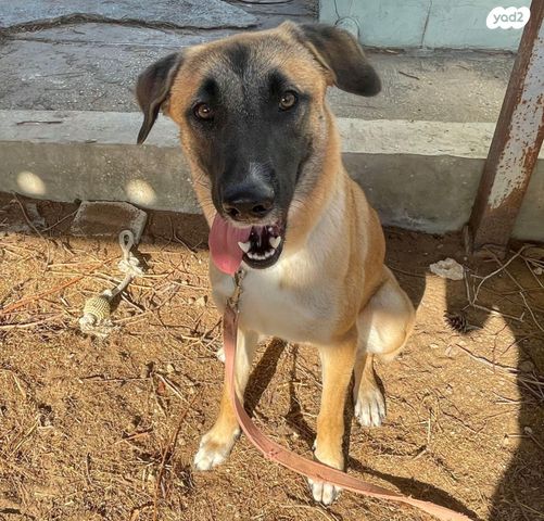 תמונת מודעה - חיות מחמד