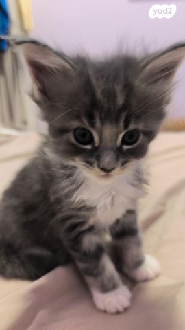 תמונת מודעה - חיות מחמד