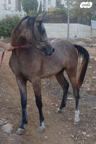 תמונת מודעה - חיות מחמד