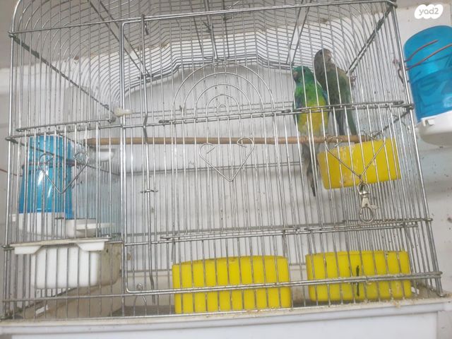 תמונת מודעה - חיות מחמד