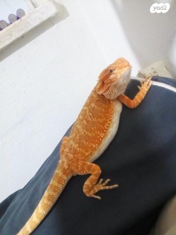 תמונת מודעה - חיות מחמד