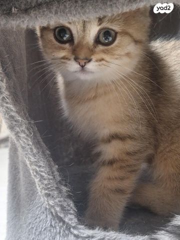 תמונת מודעה - חיות מחמד